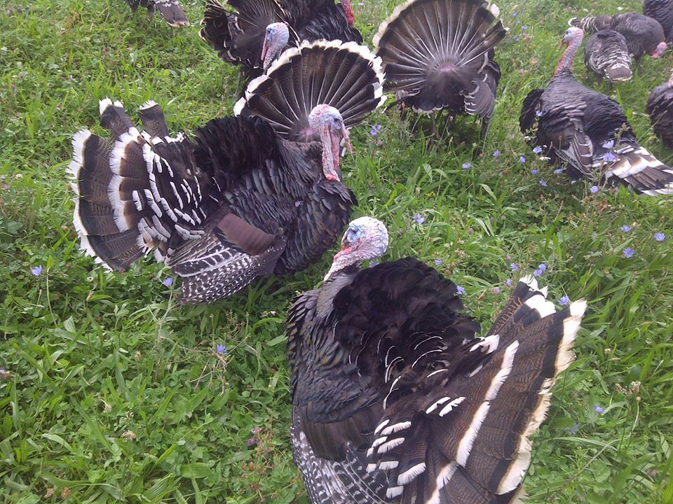 Croatia's best delicacies: Zagorje turkey